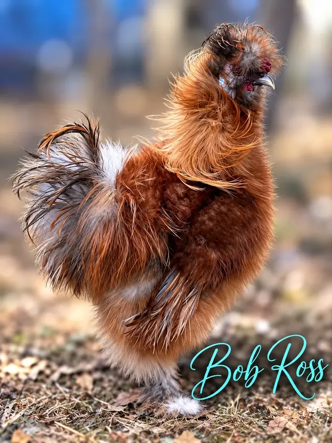 Bob Ross, Silkie rooster