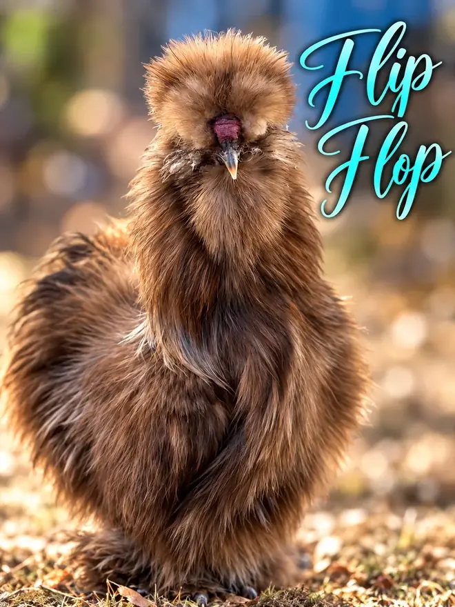 Flip Flop, Silkie rooster