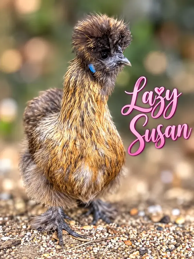 Lazy Susan, Silkie hen