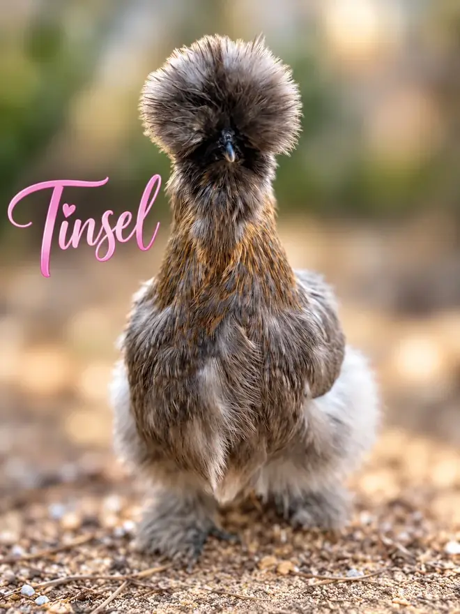 Tinsel, one of the Silkie hens at The Groovy Silkie Co.